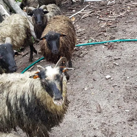 Gospodarstwo Agroturystyczne Rumiane Jabluszko *