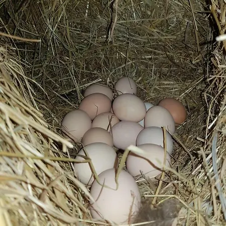 Gospodarstwo Agroturystyczne Rumiane Jabluszko Wierzchowice